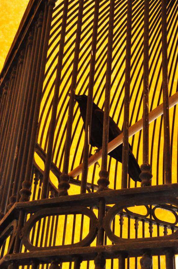 O verdadeiro José Cuervo! (na cidade de Tequila, no México)